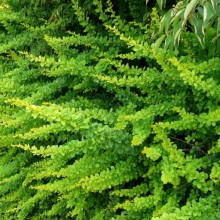 Berberis thunbergii 'Green Carpet'