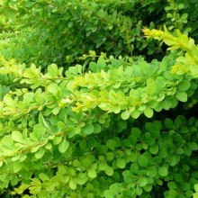 Berberis thunbergii 'Green Carpet'