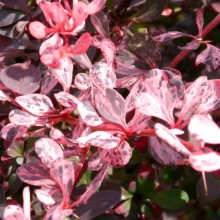 Berberis thunbergii 'Harlequin'