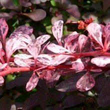 Berberis thunbergii 'Harlequin'