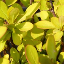 Berberis thunbergii 'Maria'
