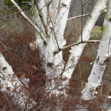 Betula jacquemontii | kmen