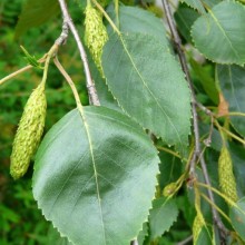 Betula jacquemontii | list