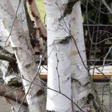 Betula papyrifera | kmen