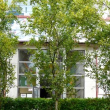 Betula pendula 'Fastigiata'