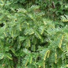 Cephalotaxus drupacea