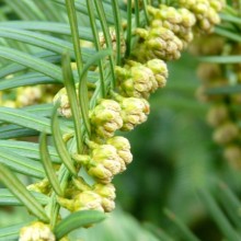 Cephalotaxus drupacea | květy
