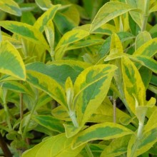 Buddleja davidii 'Santana'