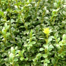 Buxus sempervirens