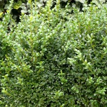 Buxus sempervirens