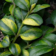 Buxus sempervirens 'Aureovariegata'