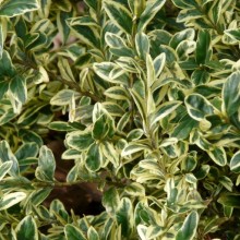 Buxus sempervirens 'Variegata'