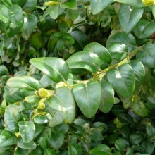 Buxus sempervirens 'Varifolia'