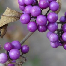 Callicarpa bodinieri