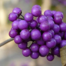 Callicarpa bodinieri | plody