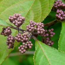 Callicarpa bodinieri 'Profusion' | poupata