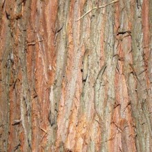 Cryptomeria japonica | borka