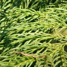 Cryptomeria japonica