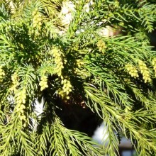Cryptomeria japonica