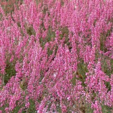 Calluna vulgaris 'Aphrodite'