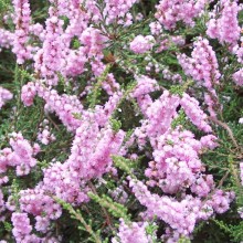 Calluna vulgaris 'Beale'