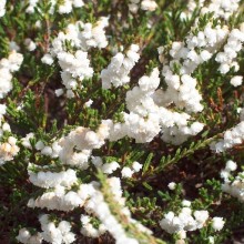 Calluna vulgaris 'Kinlochruel'