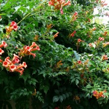 Campsis radicans