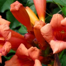 Campsis radicans | květ