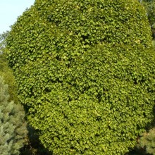 Carpinus betulus 'Columnaris'