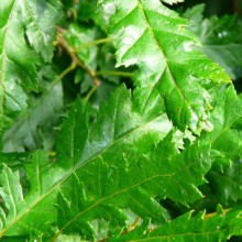 Carpinus betulus 'Incisa'