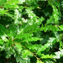 Carpinus betulus 'Incisa'