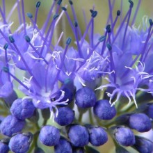 Caryopteris x clandonensis