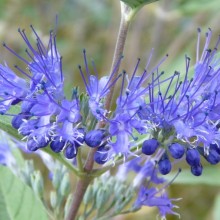 Caryopteris x clandonensis | květenství