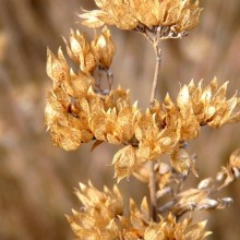 Caryopteris x clandonensis | plodenství