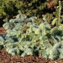 Cunninghamia lanceolata 'Glauca'