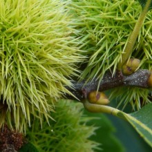 Castanea sativa