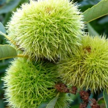 Castanea sativa