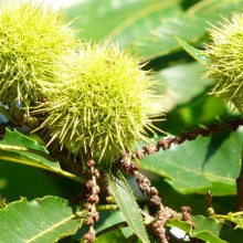 Castanea sativa