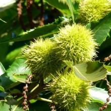 Castanea sativa