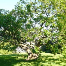 Catalpa bignonioides