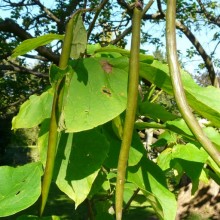 Catalpa bignonioides | plody