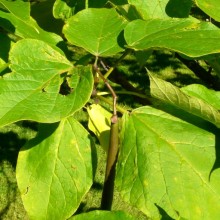 Catalpa bignonioides