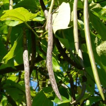 Catalpa bignonioides