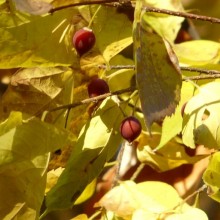 Celtis occidentalis