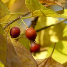 Celtis occidentalis | plod