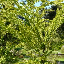 Cercidiphyllum japonicum