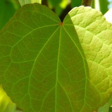 Cercidiphyllum japonicum | list