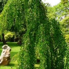 Cercidiphyllum japonicum 'Pendulum'