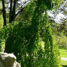 Cercidiphyllum japonicum 'Pendulum'