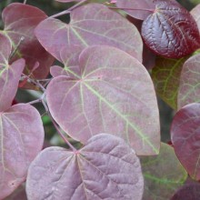 Cercis canadensis 'Forest Pansy'